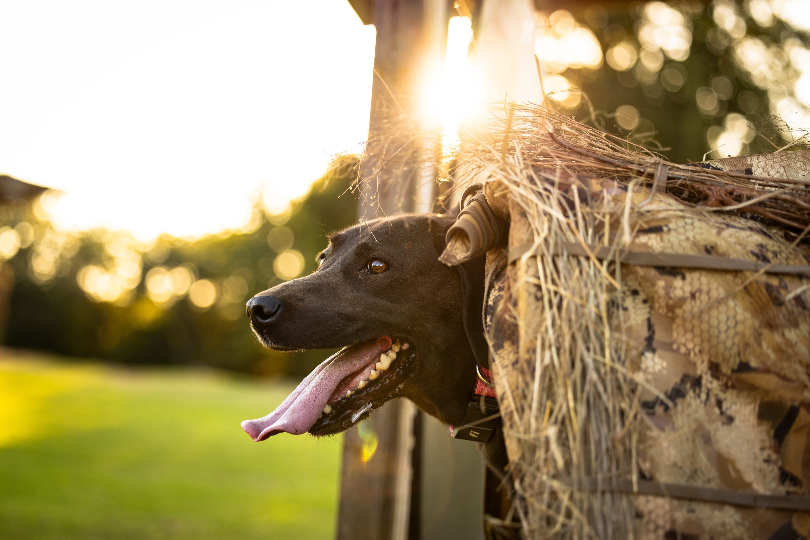 Retriever in the blind